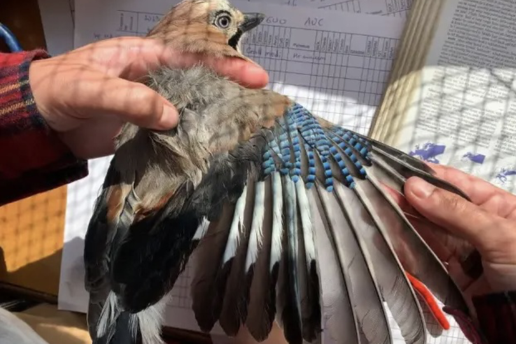 Три проекта из Ленобласти выиграли грант Президентского фонда природы